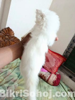 পার্শিয়ান বিড়ালের বেবি  বিক্রি করা হবে